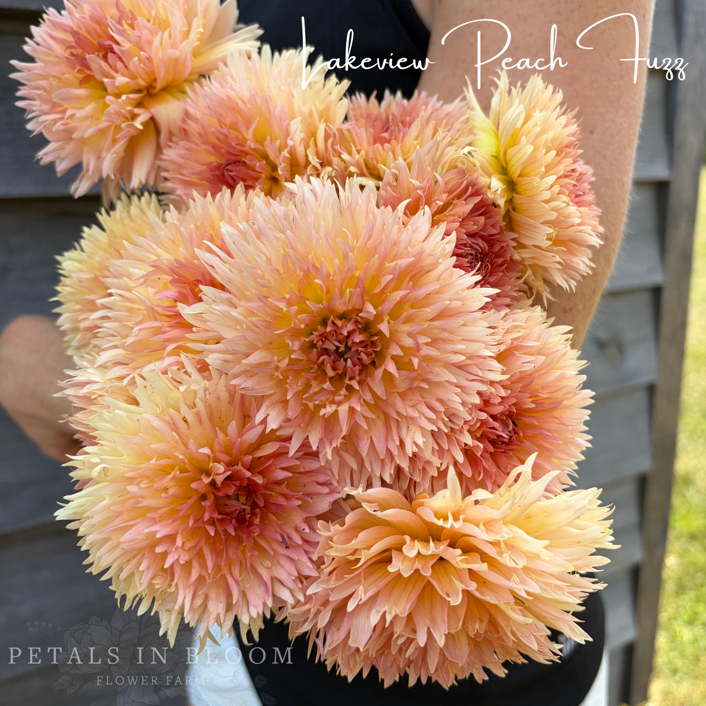 
                  
                    Lakeview Peach Fuzz Dahlia Tuber
                  
                