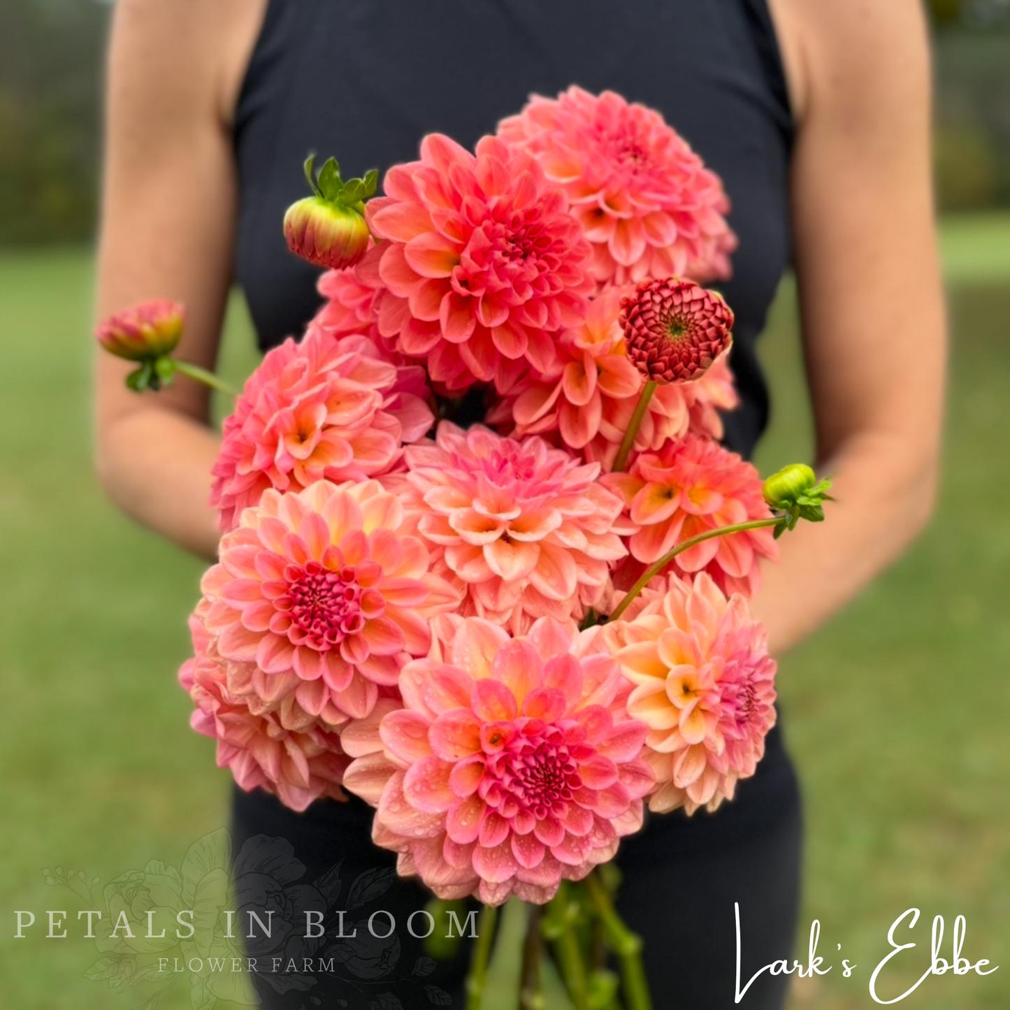 
                  
                    Lark's Ebbe Dahlia Tuber
                  
                