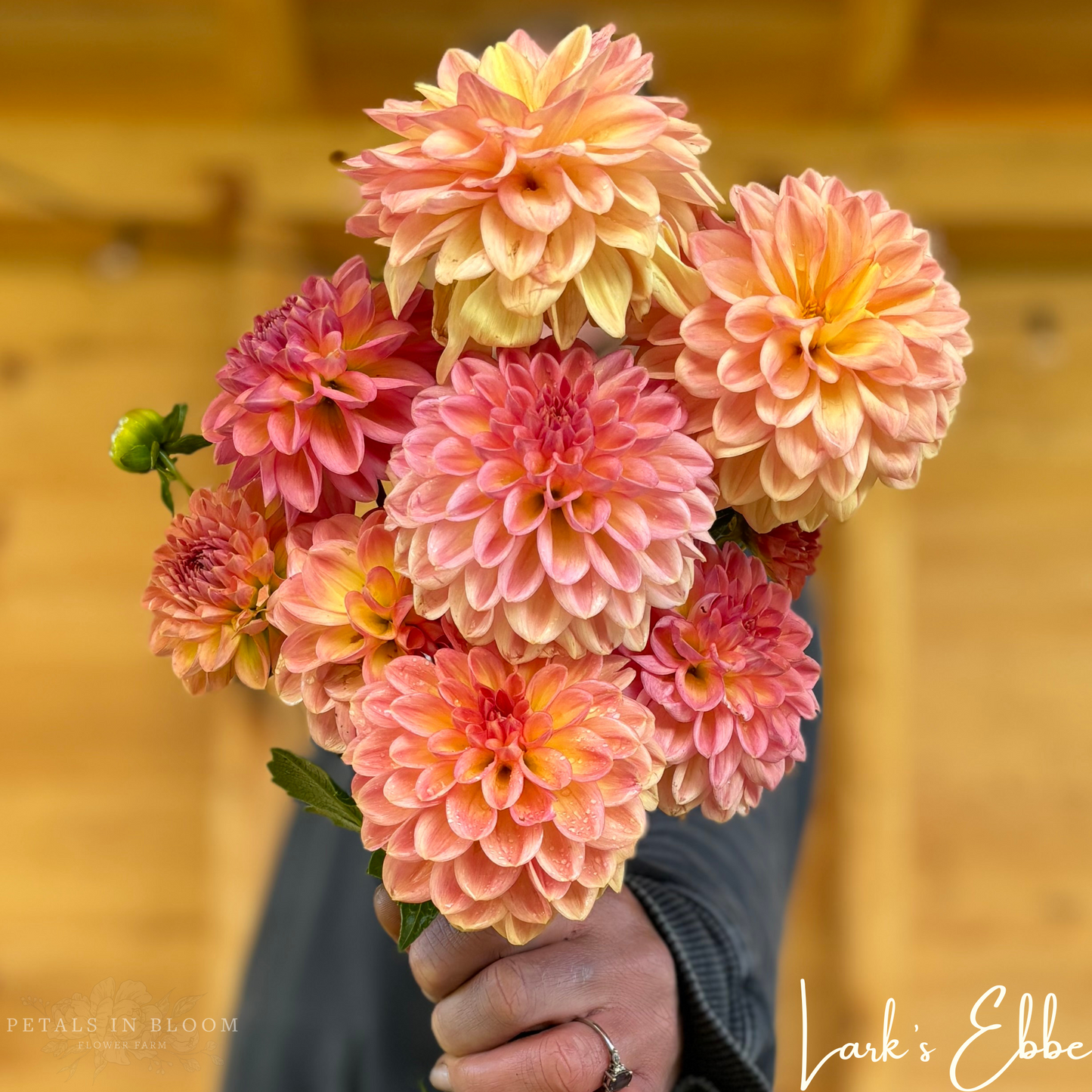 
                  
                    Lark's Ebbe Dahlia Tuber
                  
                