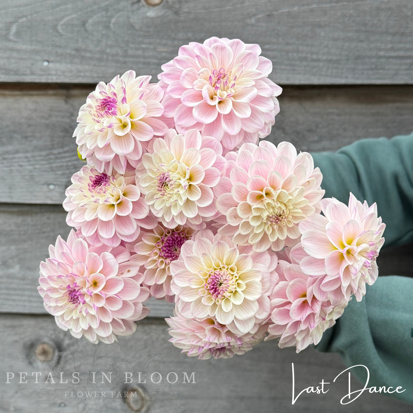 
                  
                    Last Dance Dahlia Tuber
                  
                