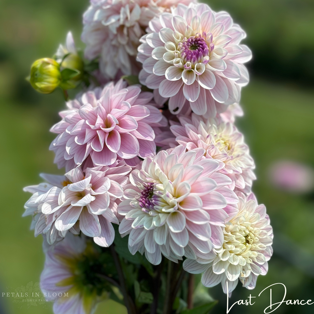 
                  
                    Last Dance Dahlia Tuber
                  
                