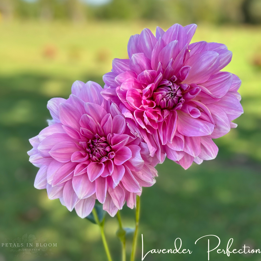 
                  
                    Lavender Perfection Dahlia Tuber
                  
                