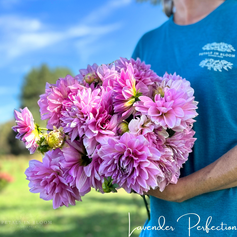 
                  
                    Lavender Perfection Dahlia Tuber
                  
                