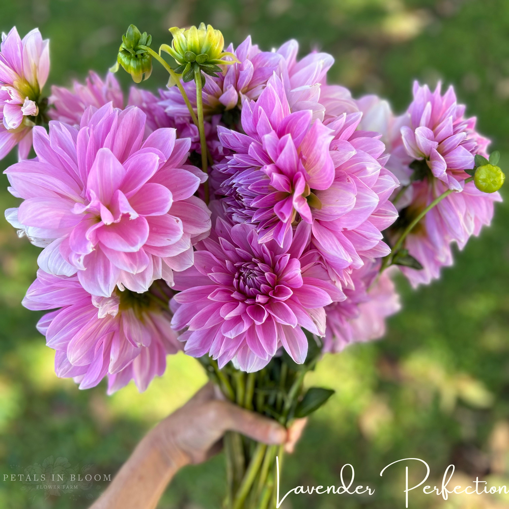 
                  
                    Lavender Perfection Dahlia Tuber
                  
                