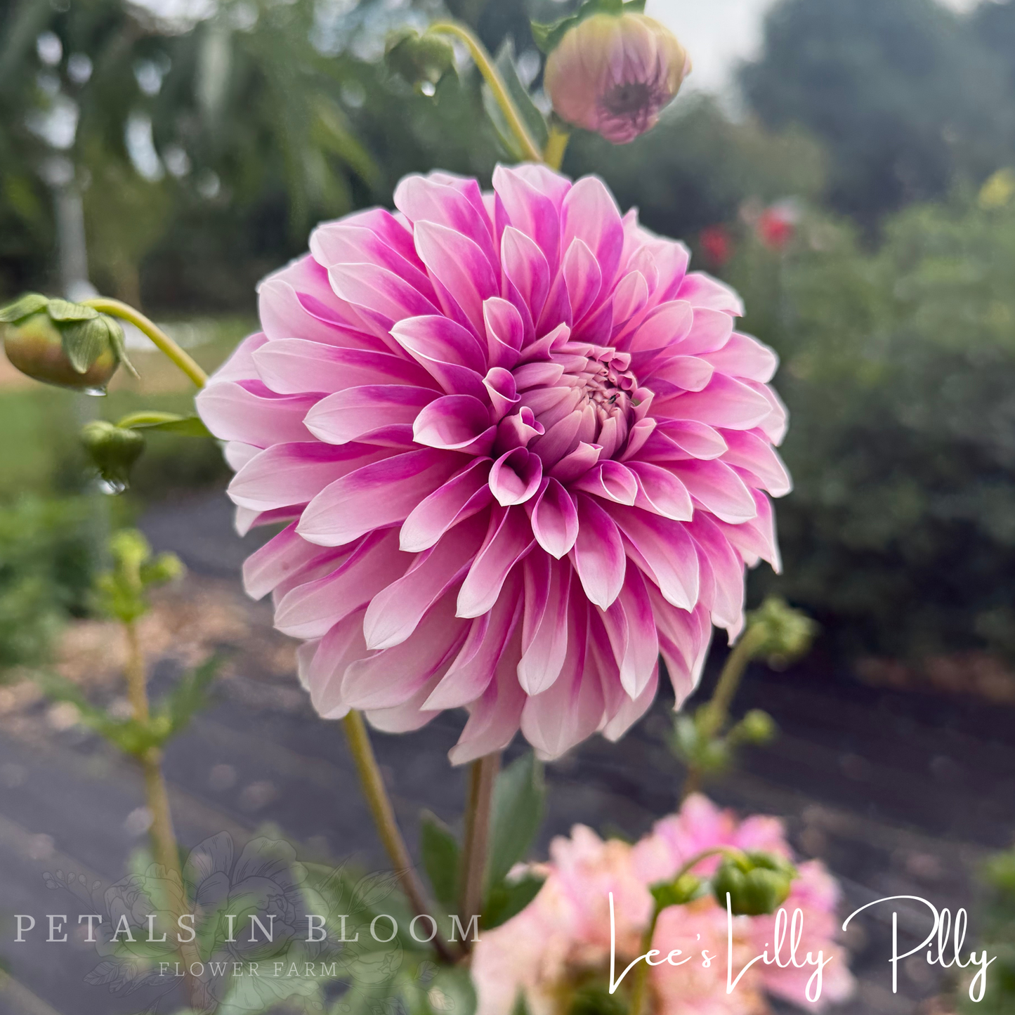 
                  
                    Lee's Lilly Pilly Dahlia Tuber
                  
                