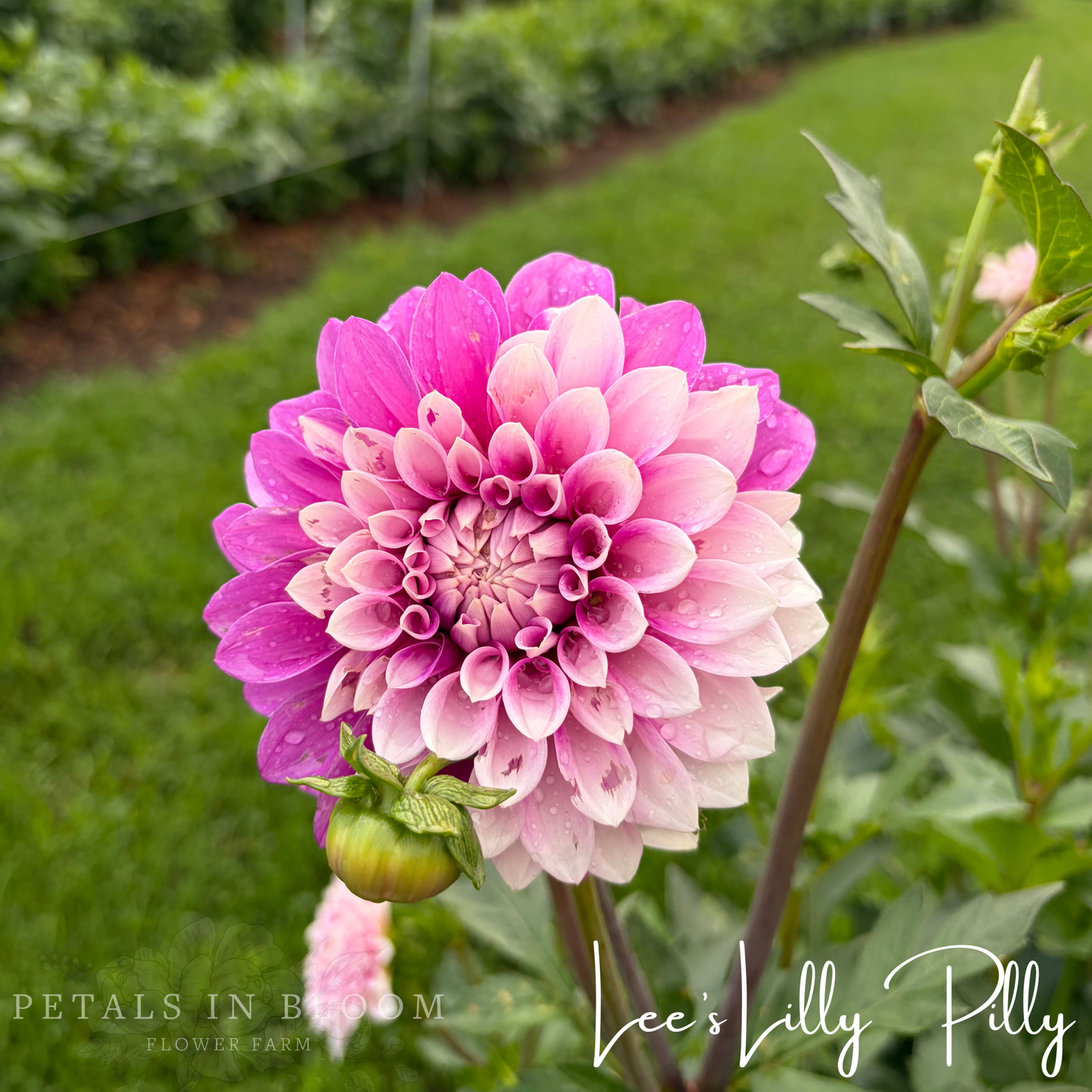 
                  
                    Lee's Lilly Pilly Dahlia Tuber
                  
                