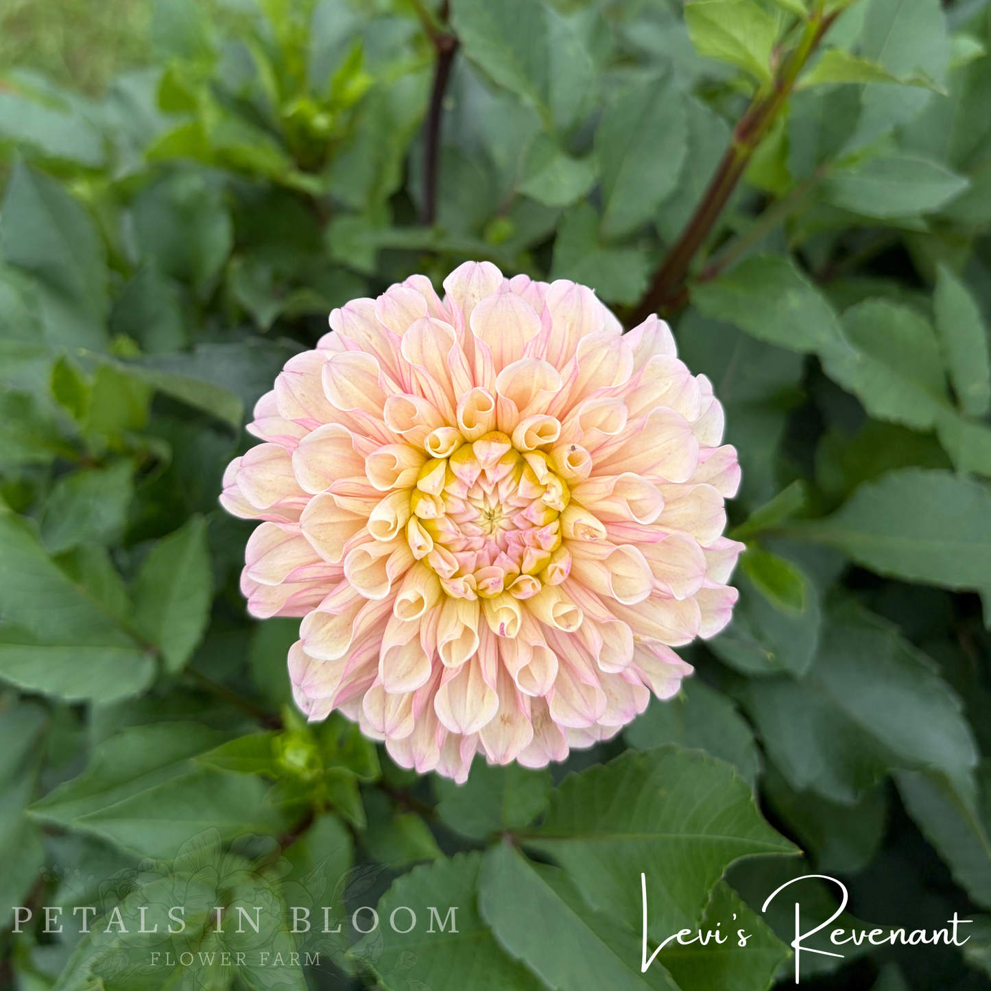 
                  
                    Levi's Revenant Dahlia Tuber
                  
                