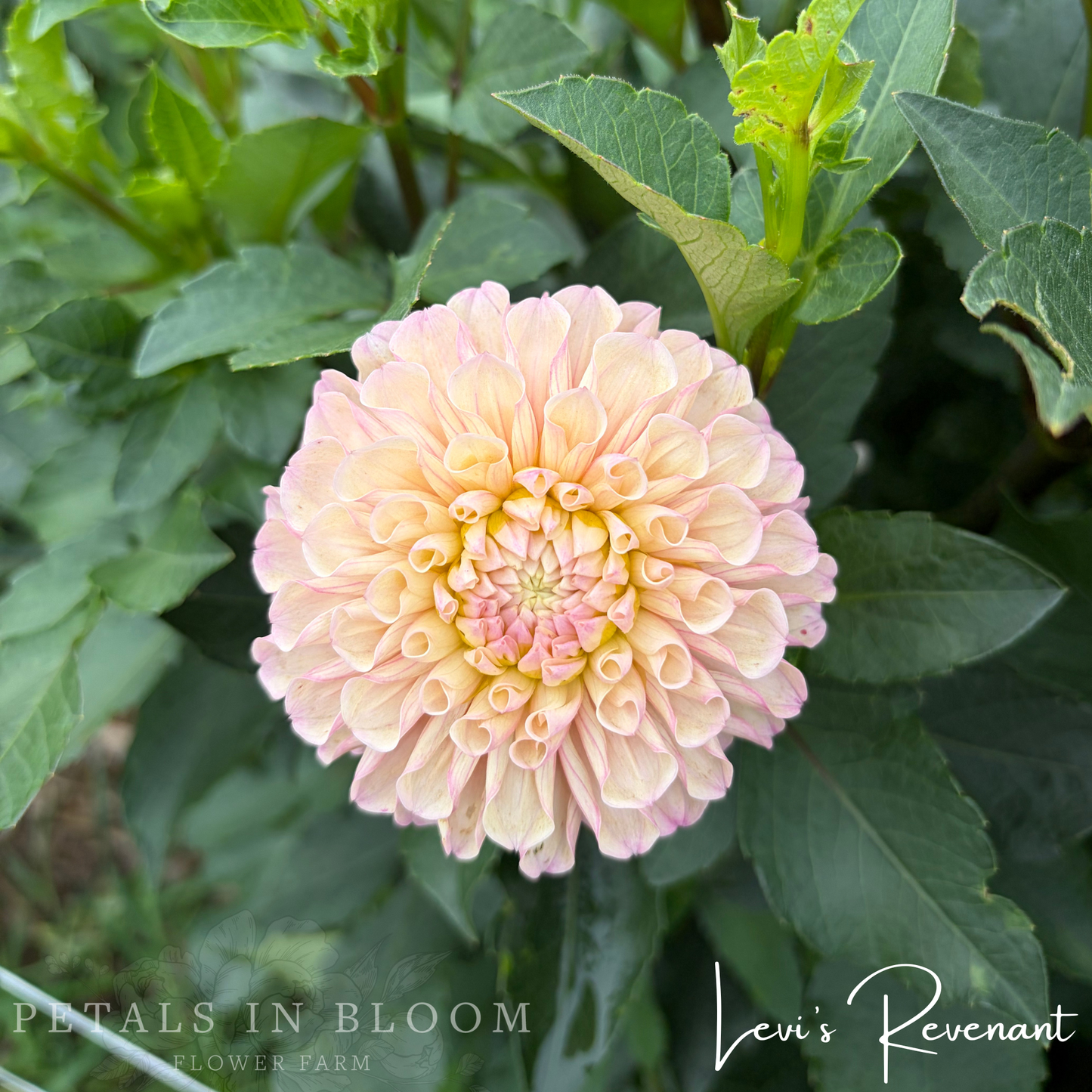 
                  
                    Levi's Revenant Dahlia Tuber
                  
                