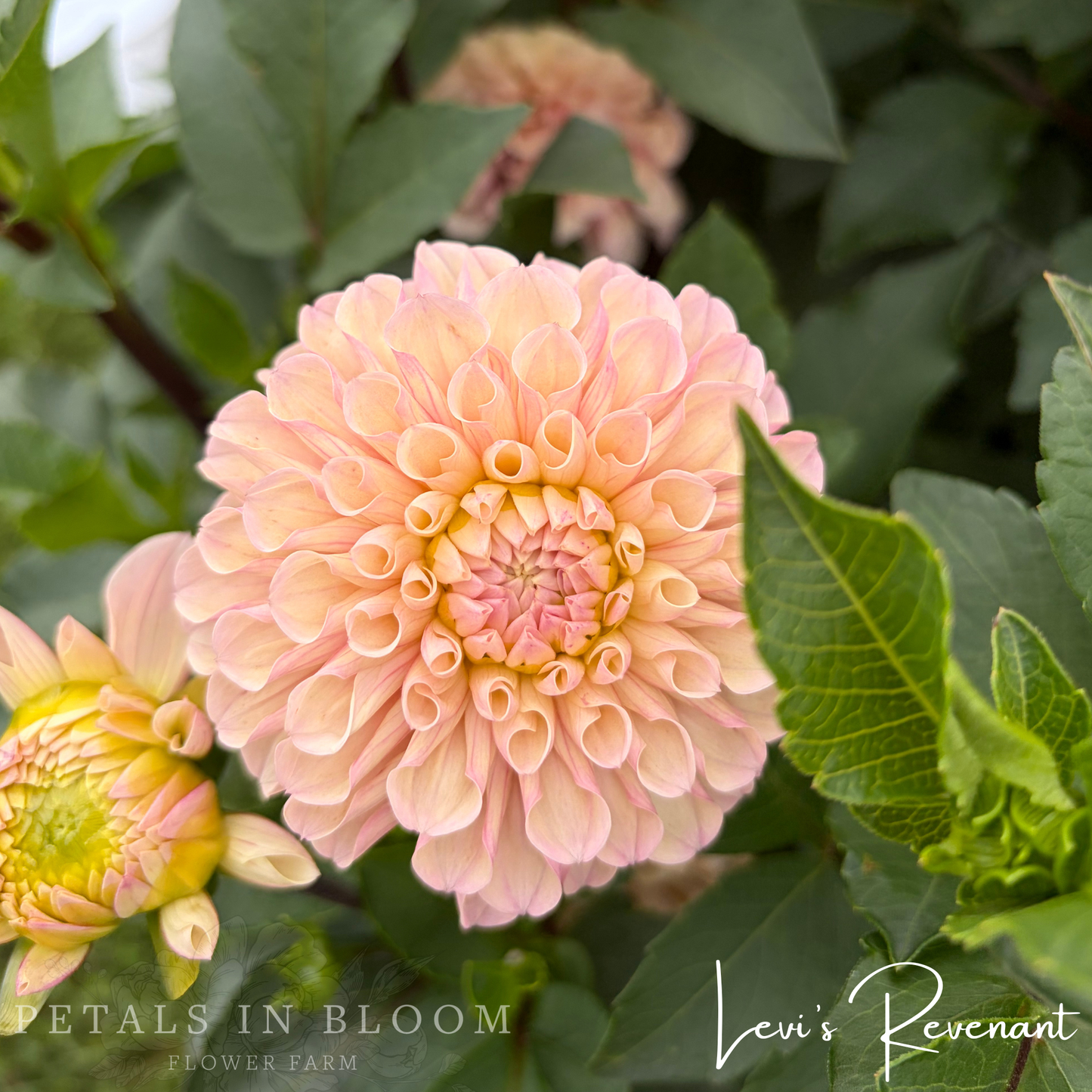 
                  
                    Levi's Revenant Dahlia Tuber
                  
                