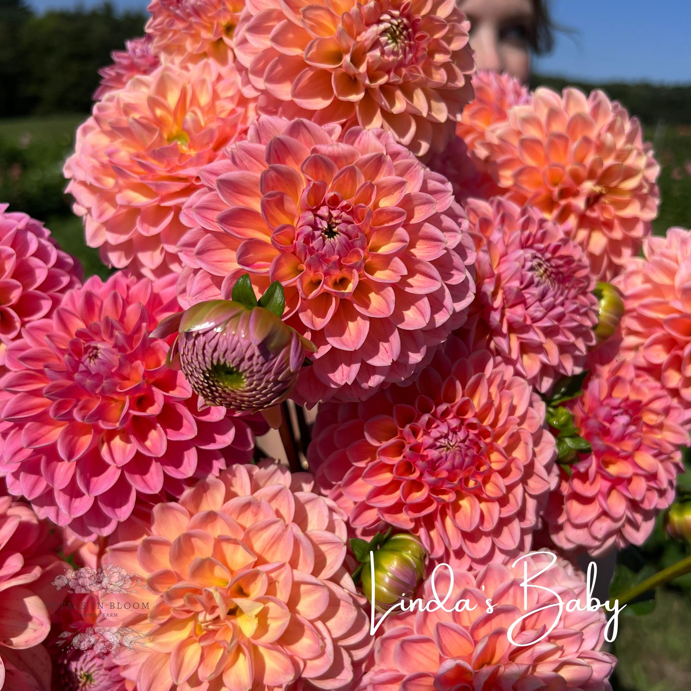 Linda's Baby Dahlia Tubers – Petals In Bloom Flower Farm