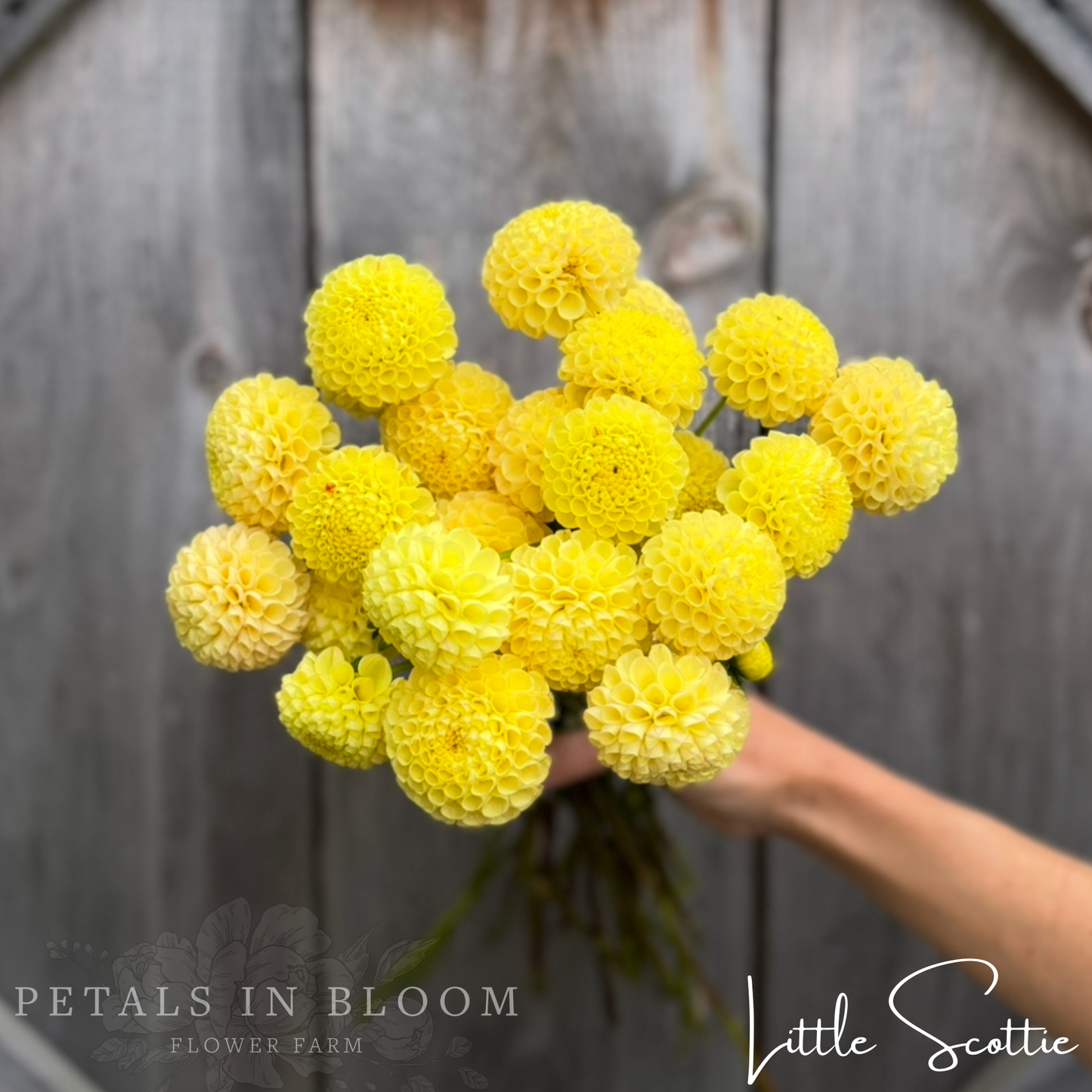 
                  
                    Little Scottie Dahlia Tubers
                  
                