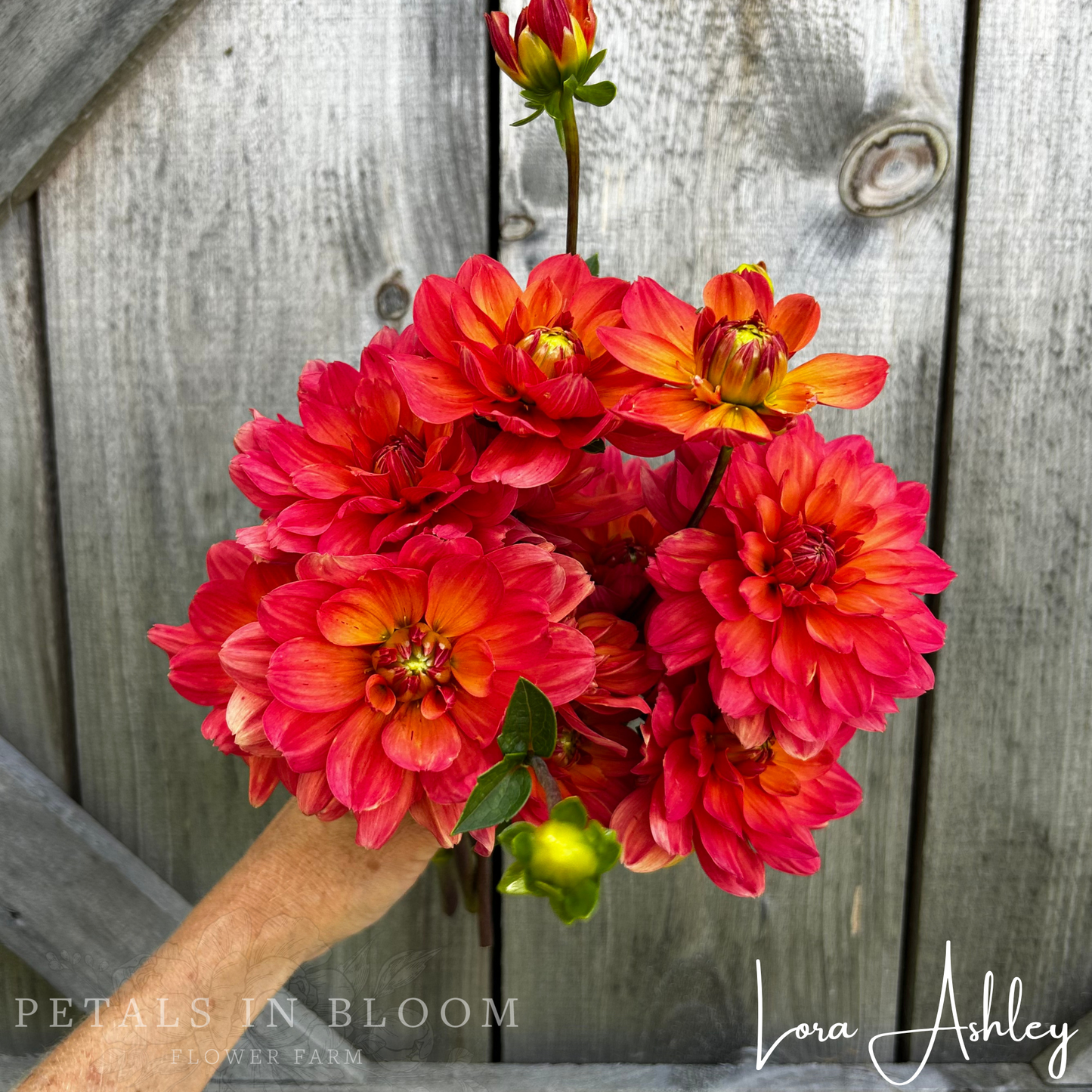
                  
                    Lora Ashley Dahlia Tuber
                  
                