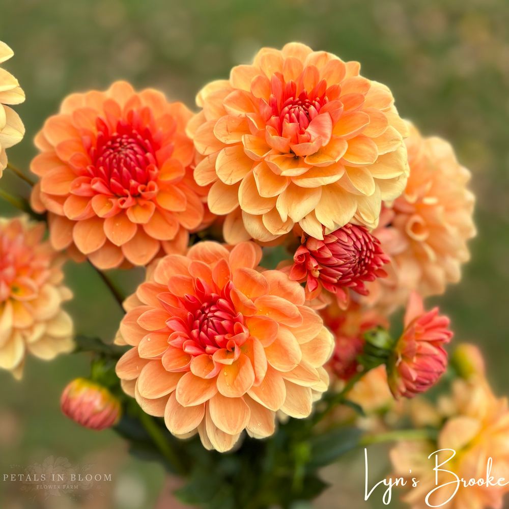 Lyn's Brooke Dahlia Tuber