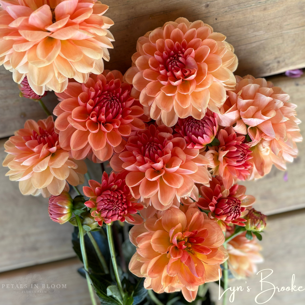 
                  
                    Lyn's Brooke Dahlia Tuber
                  
                