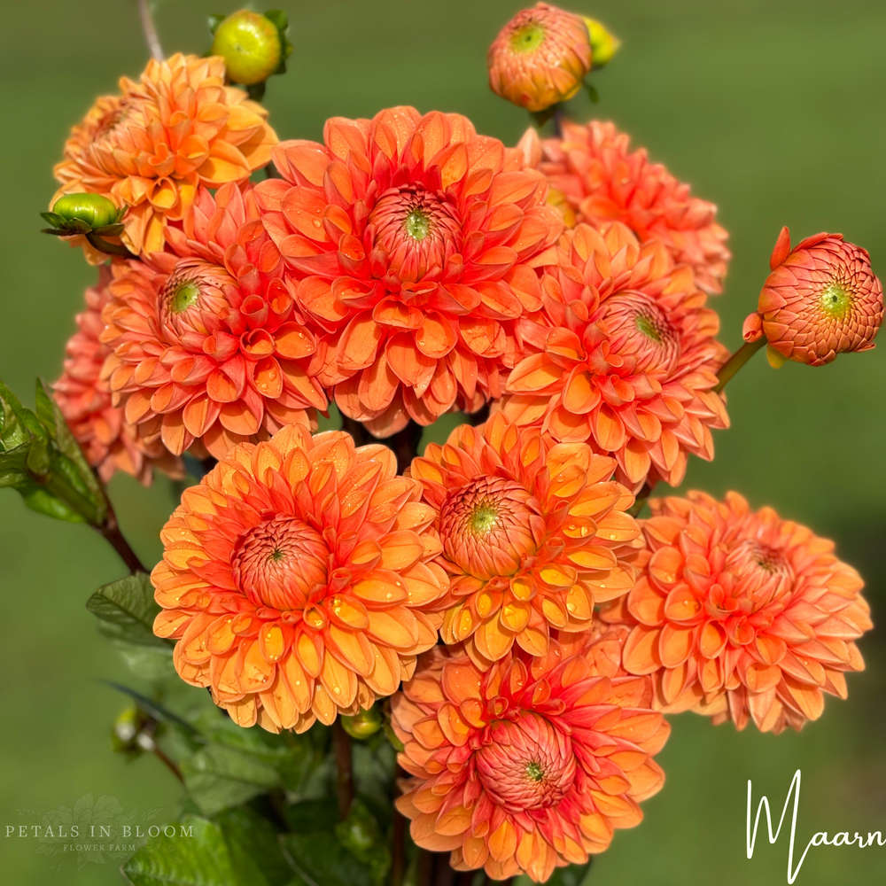 
                  
                    Maarn Dahlia Tuber
                  
                