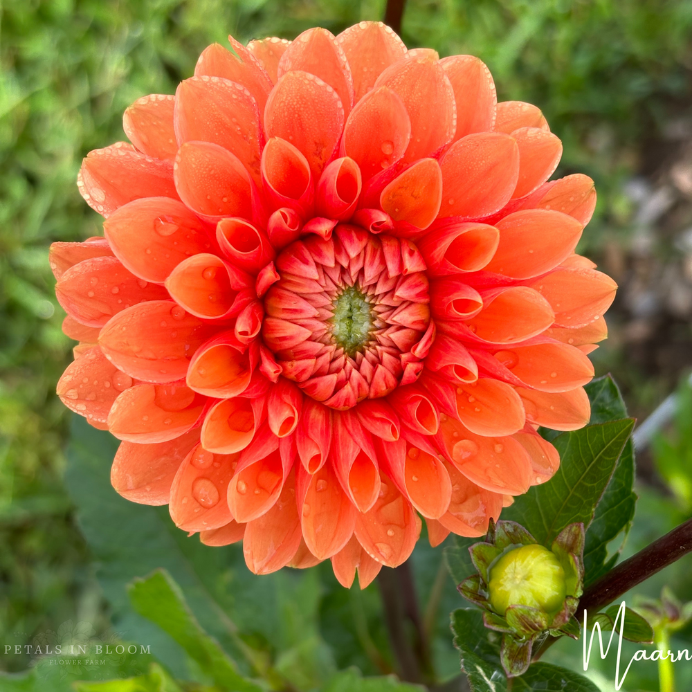 
                  
                    Maarn Dahlia Tuber
                  
                