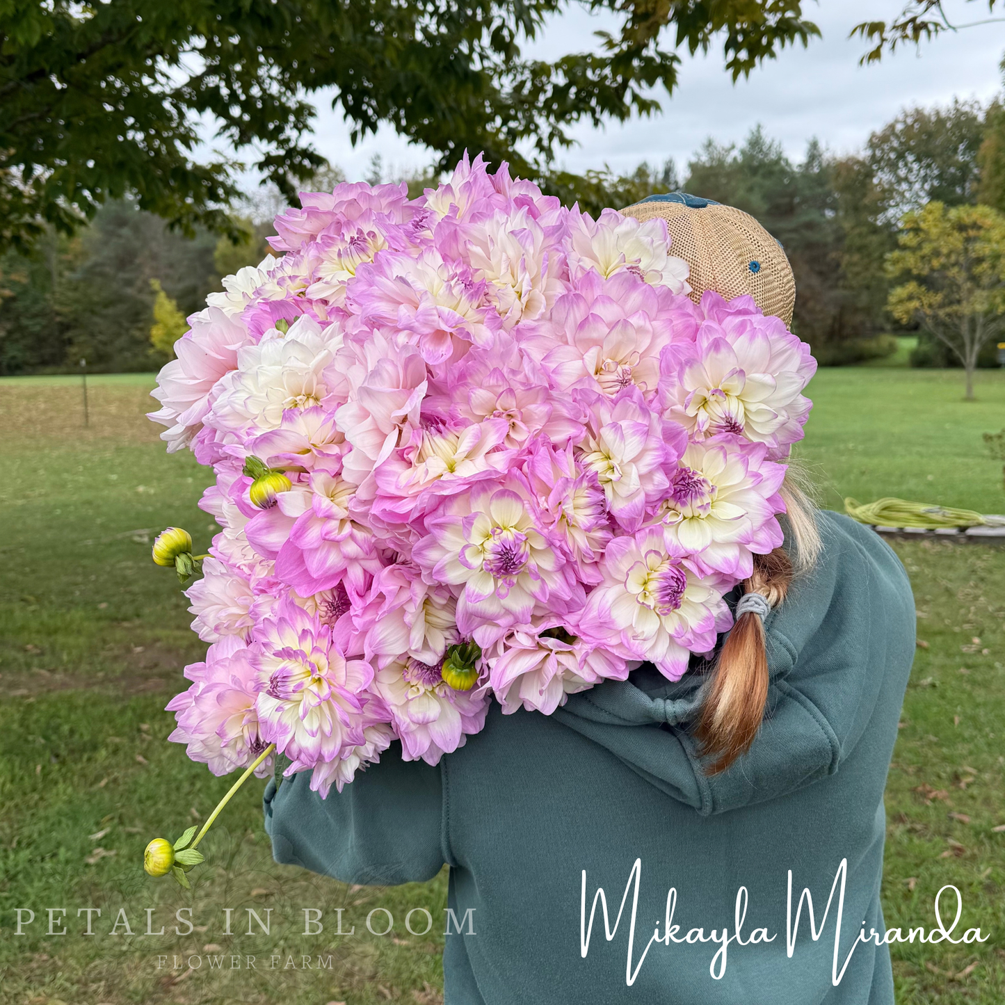 
                  
                    Mikayla Miranda Dahlia Tuber
                  
                