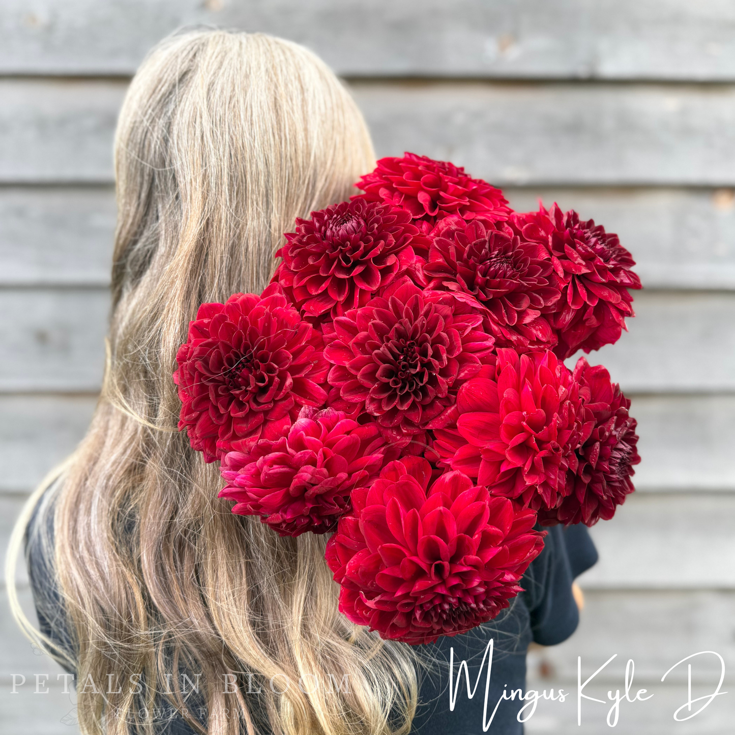 
                  
                    Mingus Kyle D Dahlia Tuber
                  
                