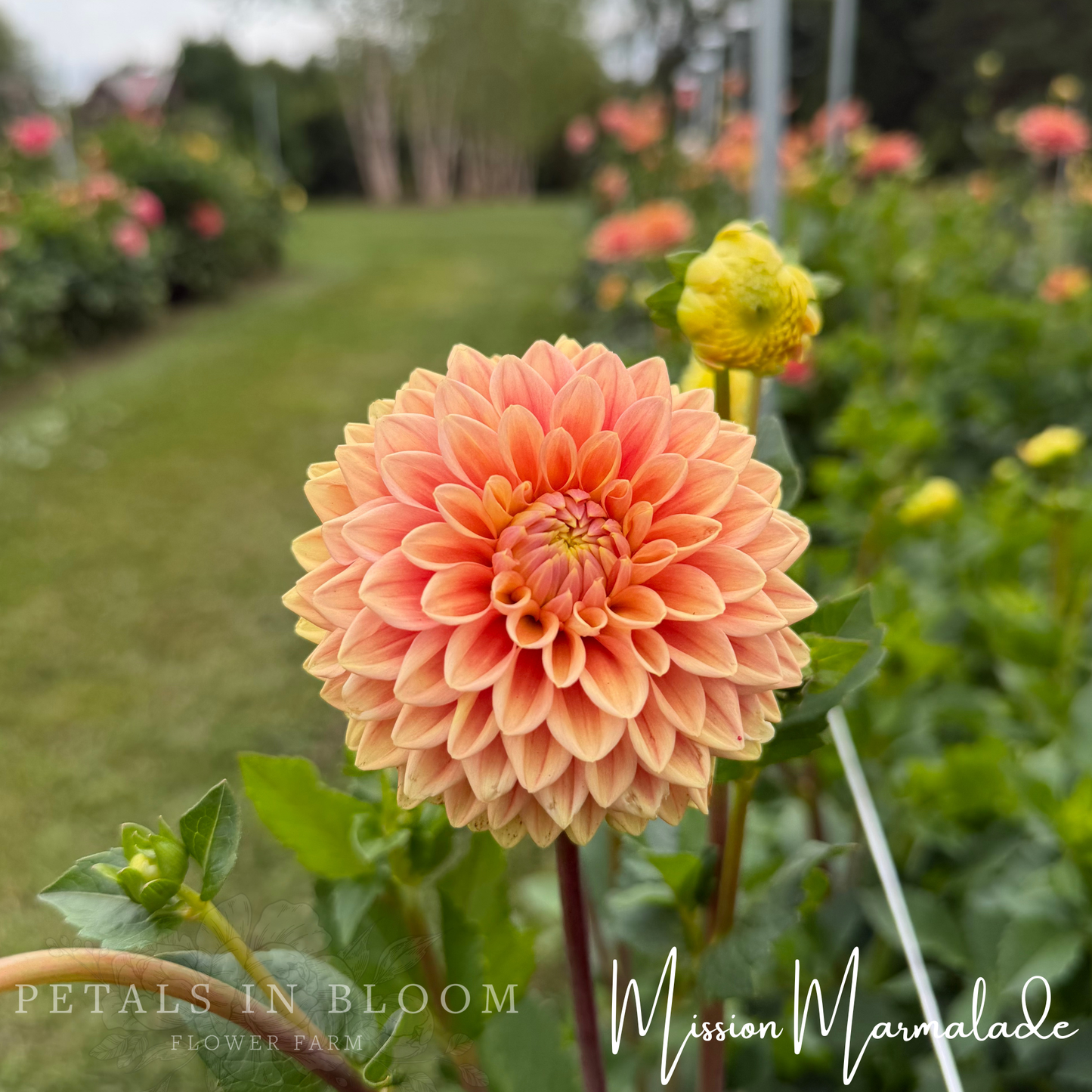 
                  
                    Mission Marmalade Dahlia Tuber
                  
                