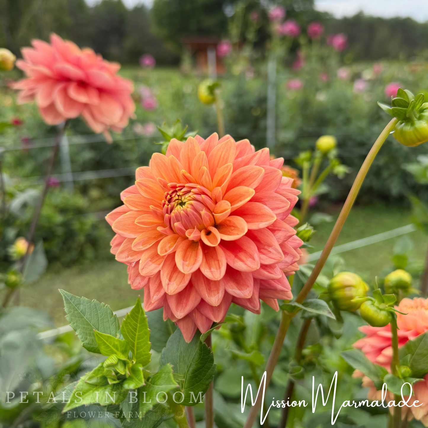 
                  
                    Mission Marmalade Dahlia Tuber
                  
                