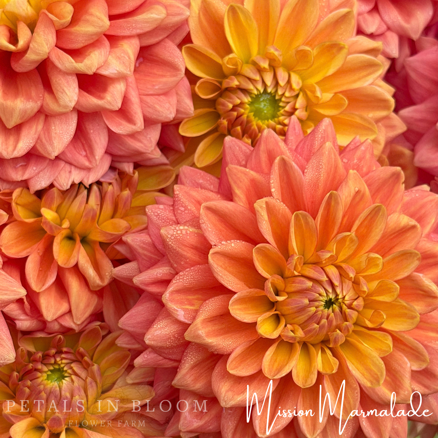 
                  
                    Mission Marmalade Dahlia Tuber
                  
                