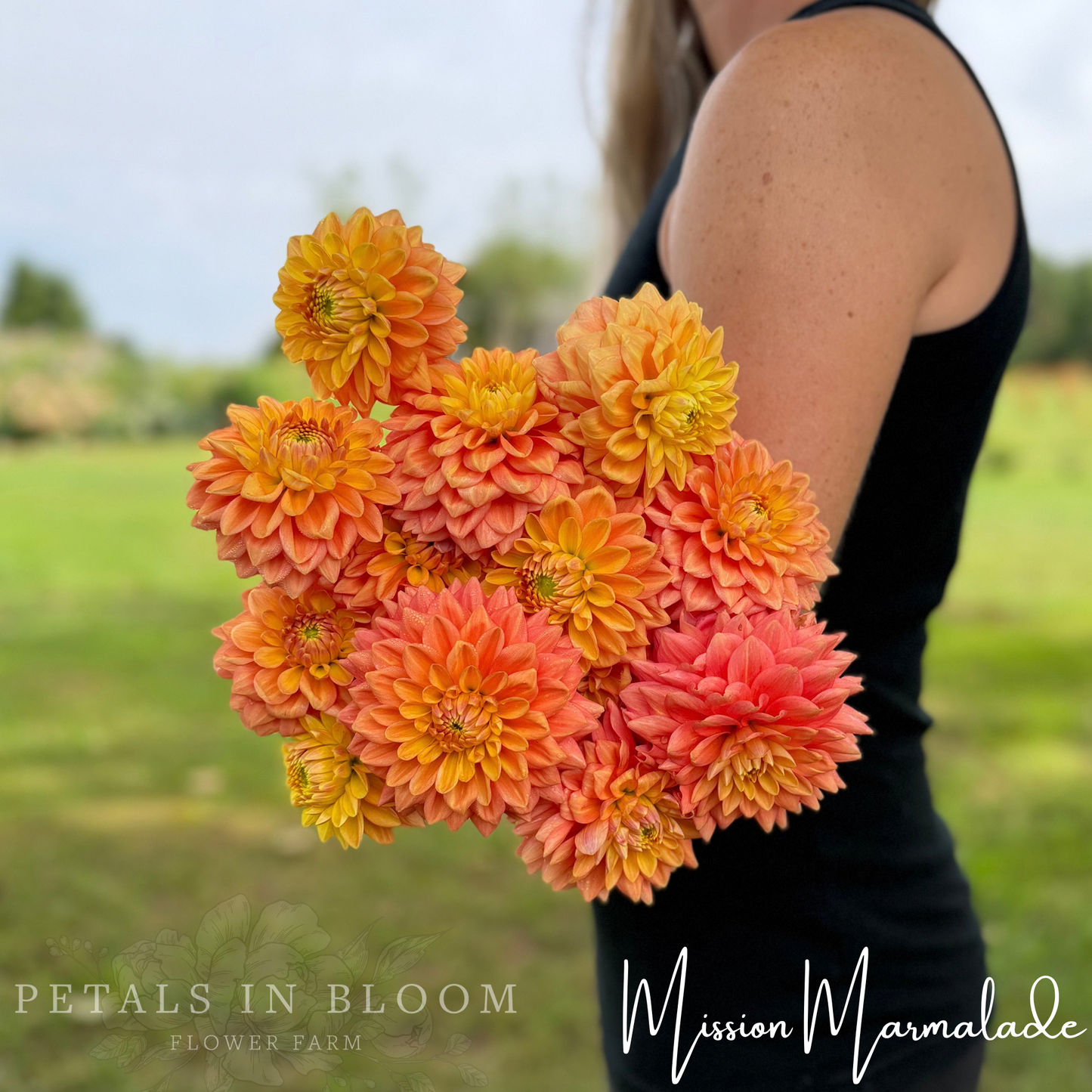 
                  
                    Mission Marmalade Dahlia Tuber
                  
                