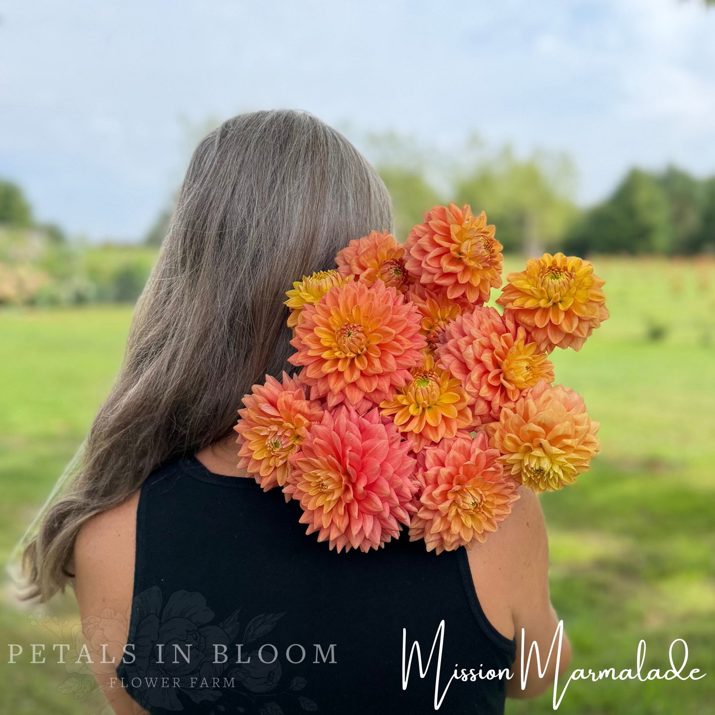
                  
                    Mission Marmalade Dahlia Tuber
                  
                