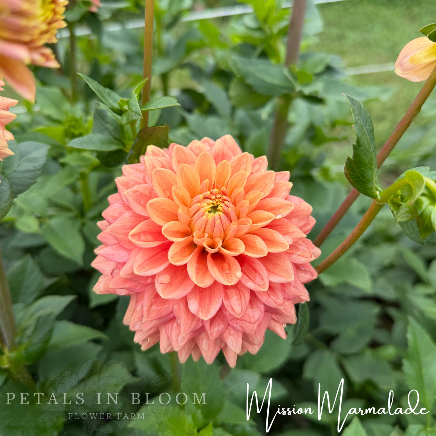 
                  
                    Mission Marmalade Dahlia Tuber
                  
                