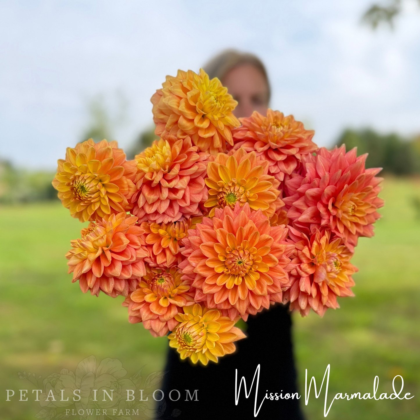
                  
                    Mission Marmalade Dahlia Tuber
                  
                