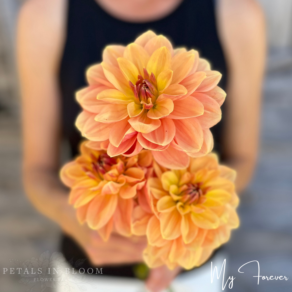 My Forever Dahlia Tubers