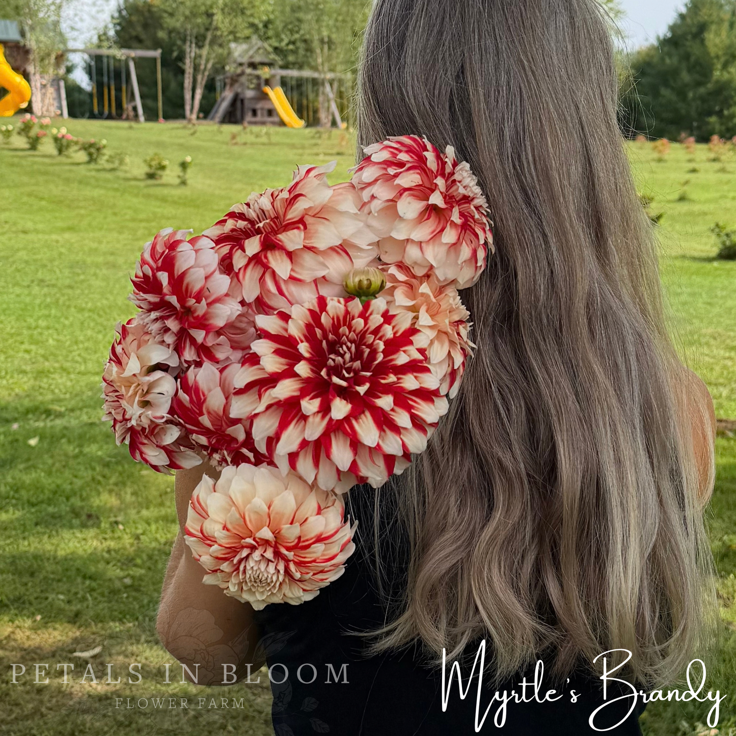 
                  
                    Myrtle's Brandy Dahlia Tuber
                  
                