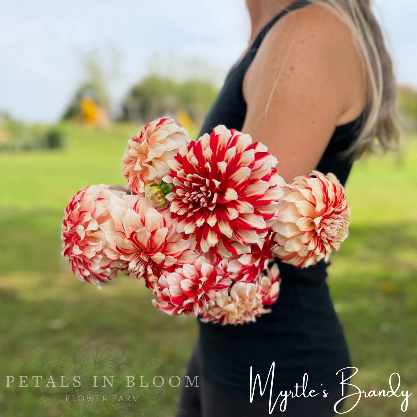 
                  
                    Myrtle's Brandy Dahlia Tuber
                  
                