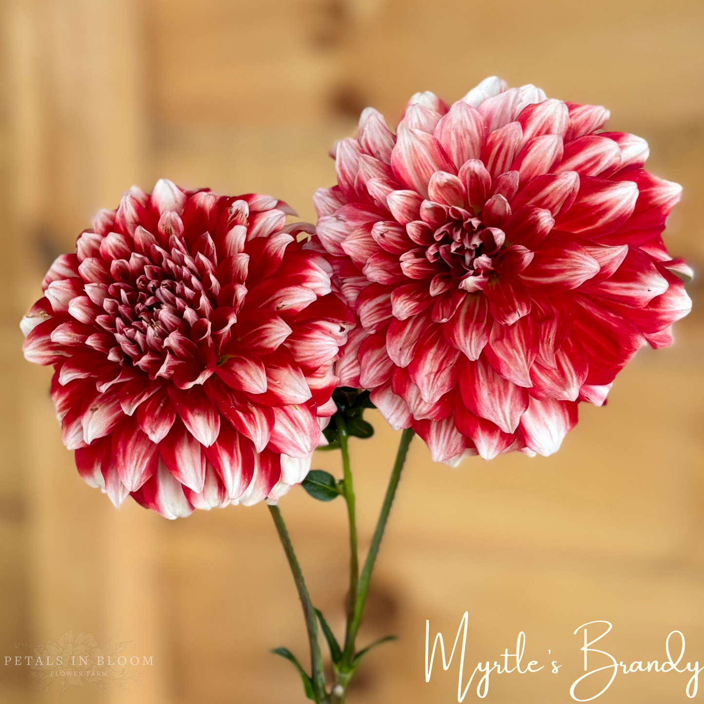 
                  
                    Myrtle's Brandy Dahlia Tuber
                  
                