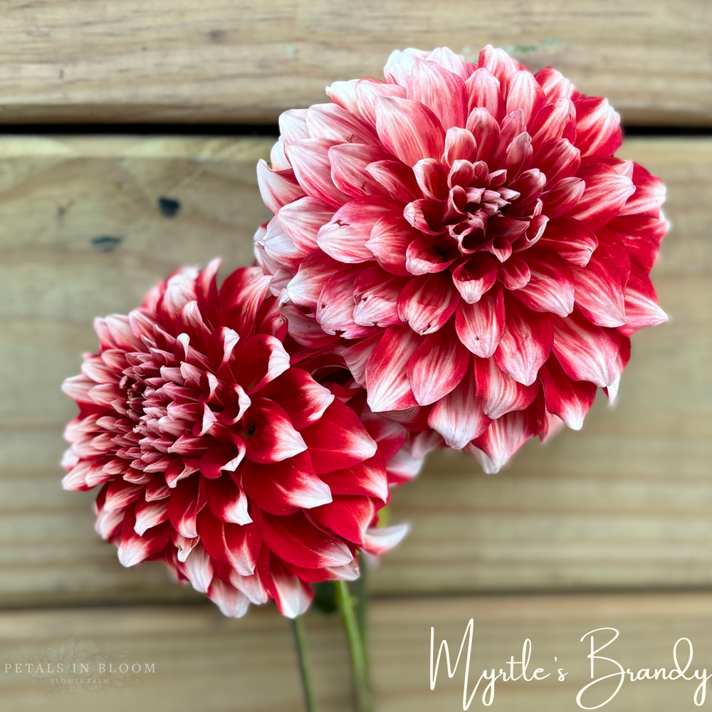 
                  
                    Myrtle's Brandy Dahlia Tuber
                  
                