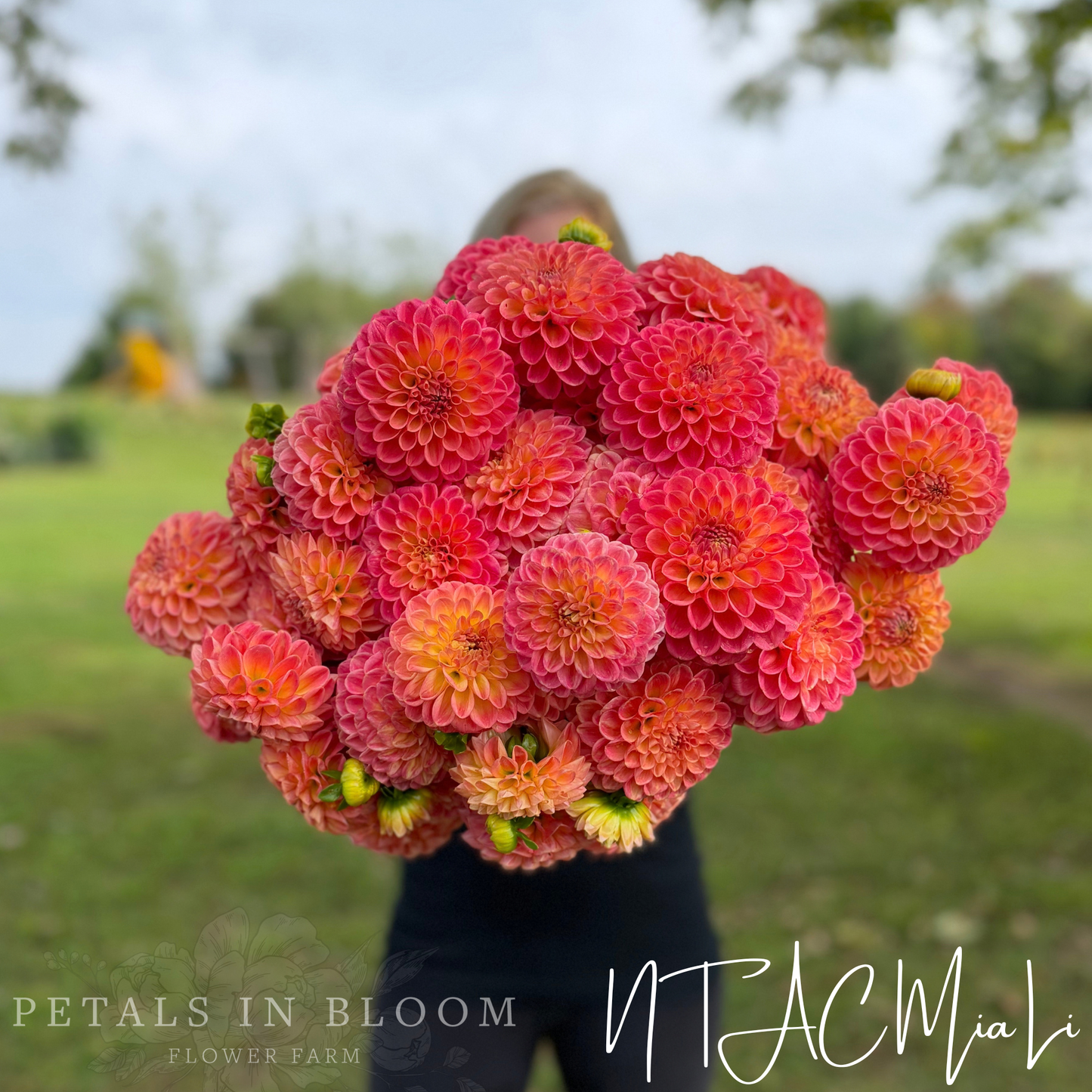 
                  
                    NTAC Mia Li Dahlia Tuber
                  
                