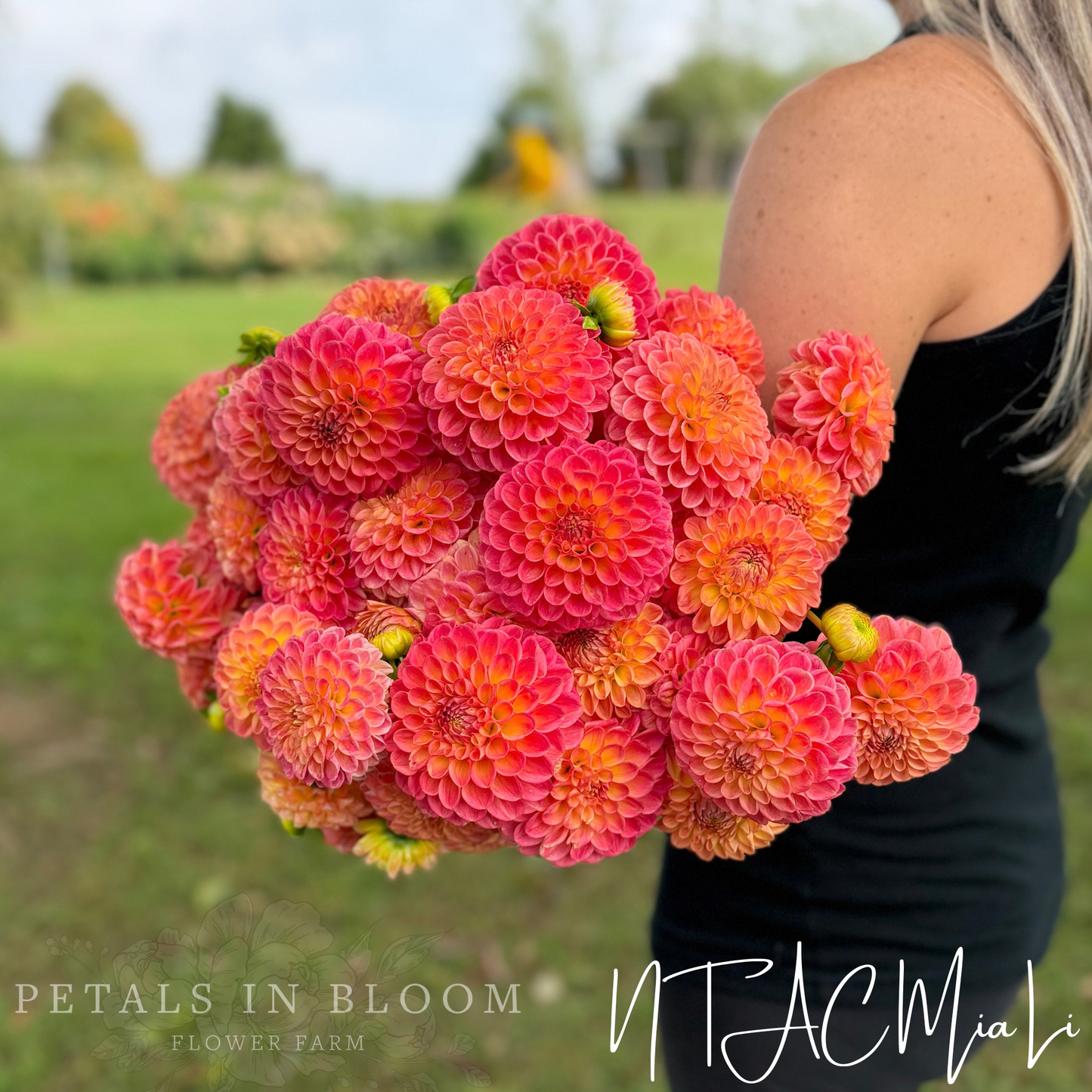 
                  
                    NTAC Mia Li Dahlia Tuber
                  
                