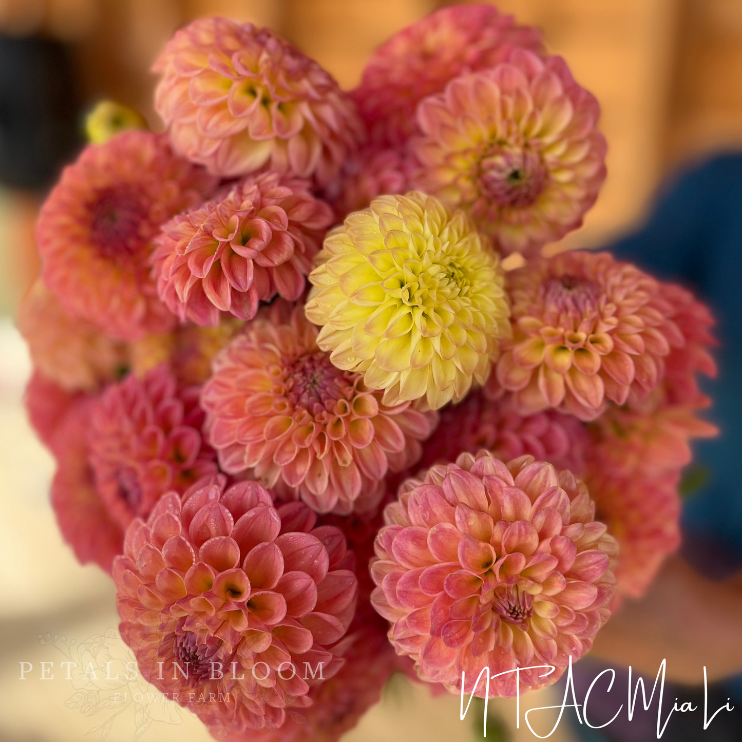 
                  
                    NTAC Mia Li Dahlia Tuber
                  
                