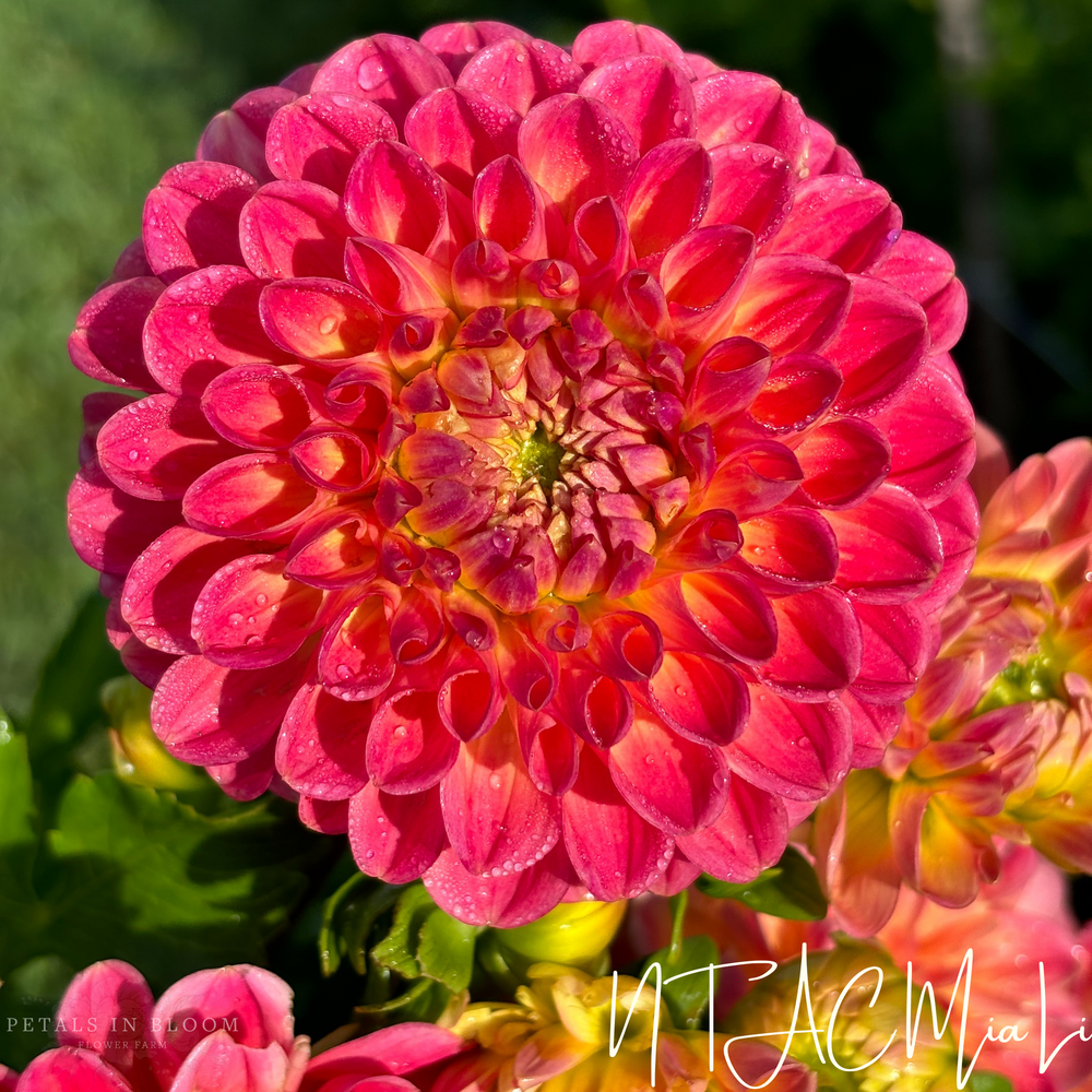 NTAC Mia Li Dahlia Tuber