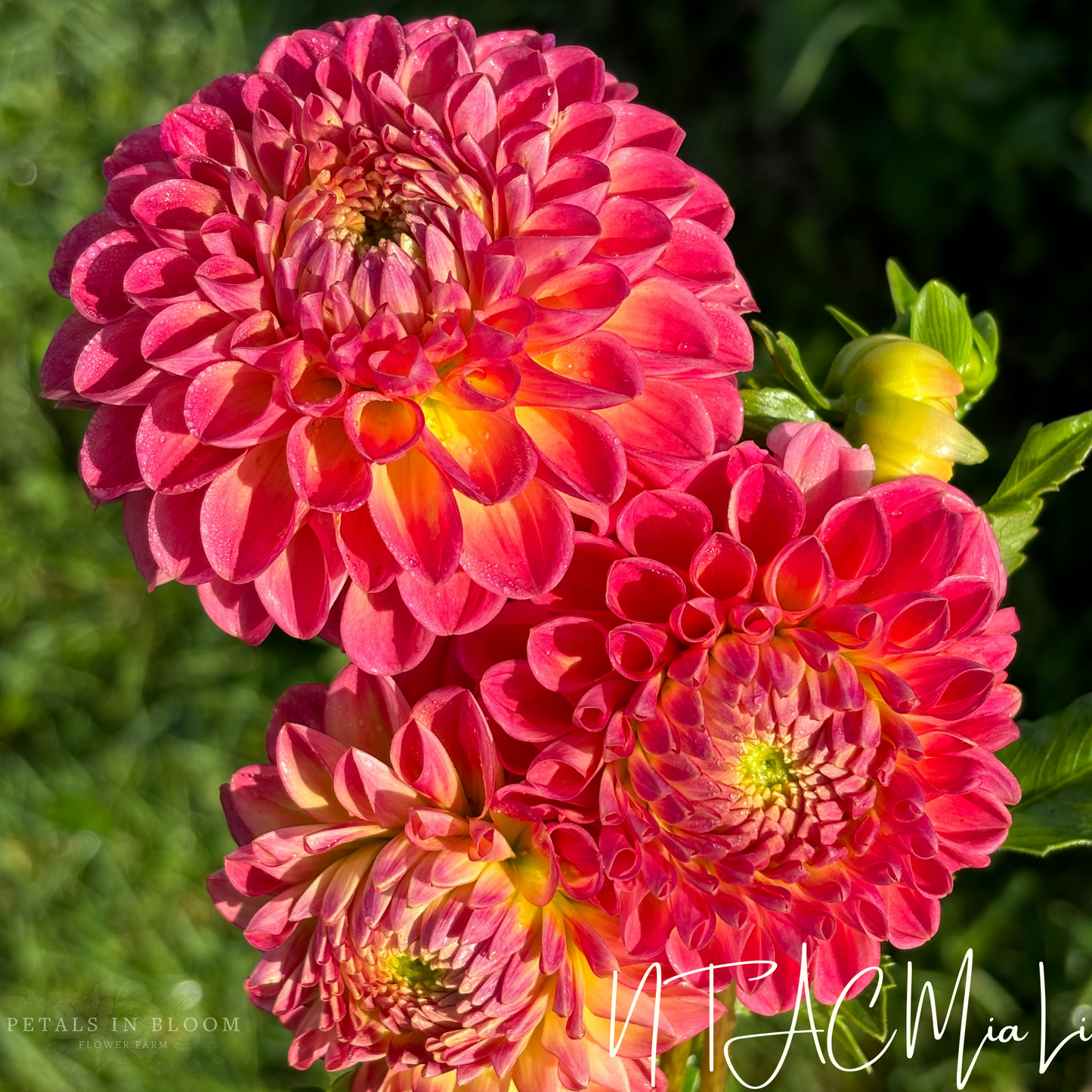 
                  
                    NTAC Mia Li Dahlia Tuber
                  
                