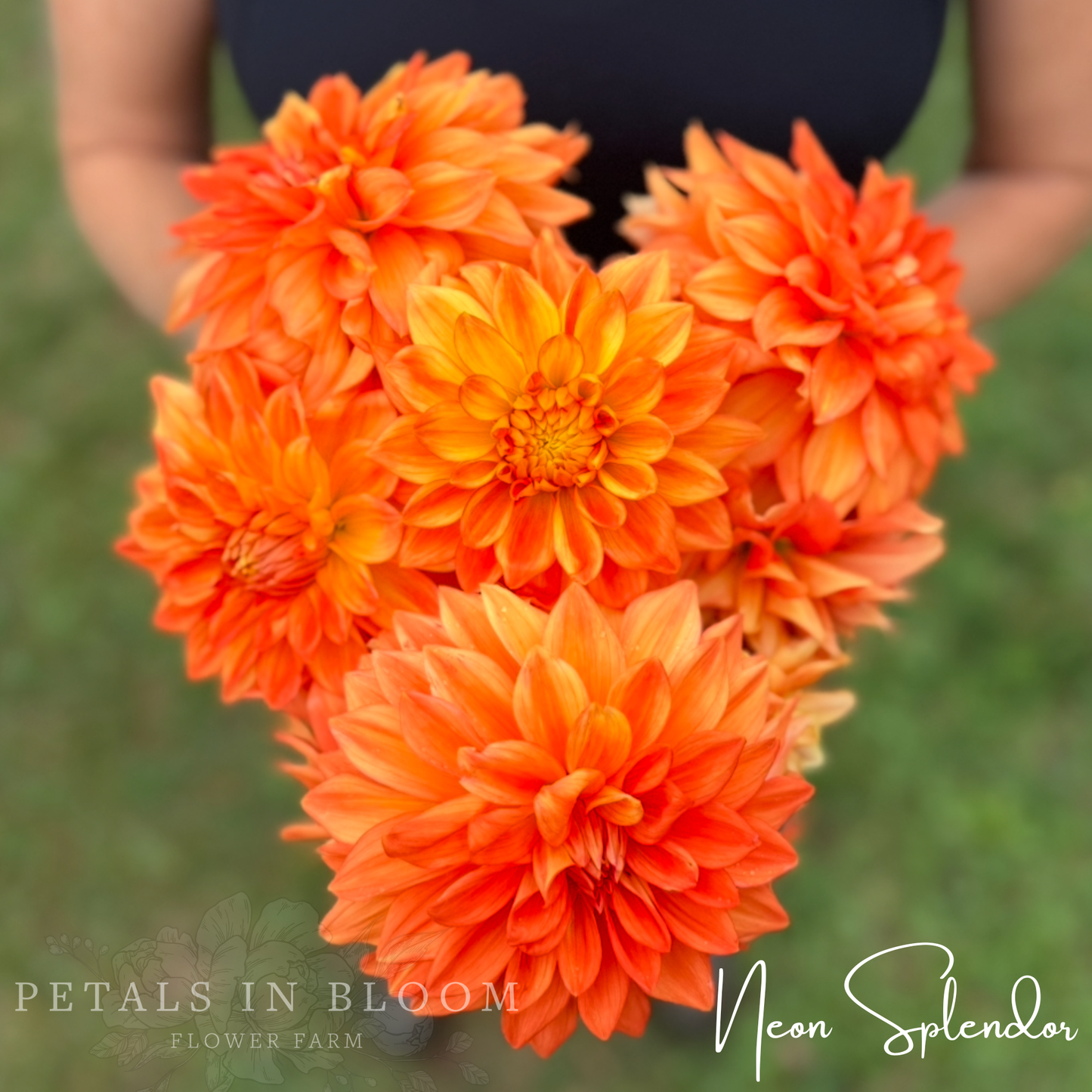 
                  
                    Neon Splendor Dahlia Tuber
                  
                