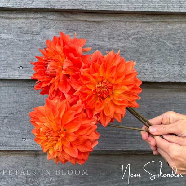 Neon Splendor Dahlia Tuber – Petals In Bloom Flower Farm
