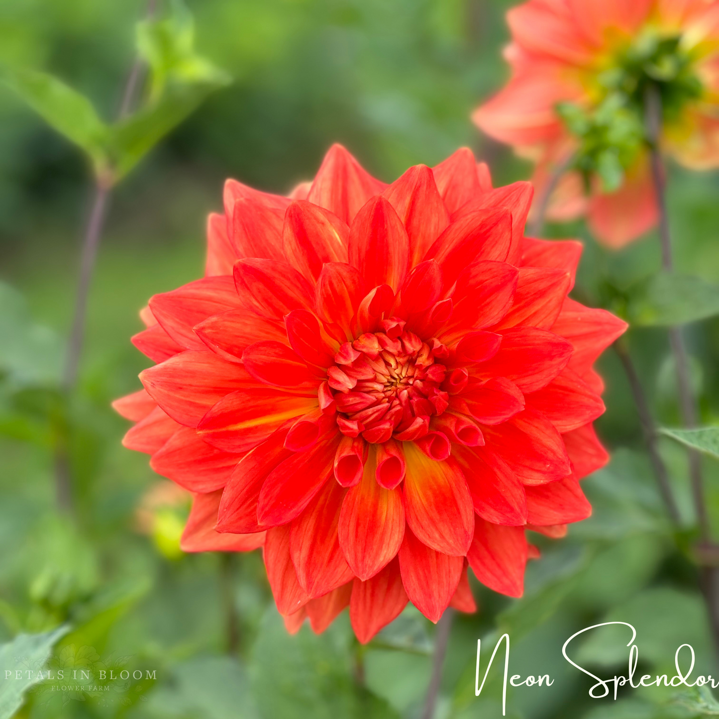 
                  
                    Neon Splendor Dahlia Tuber
                  
                