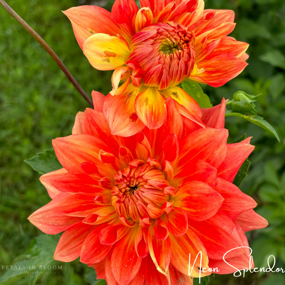 Neon Splendor Dahlia Tuber