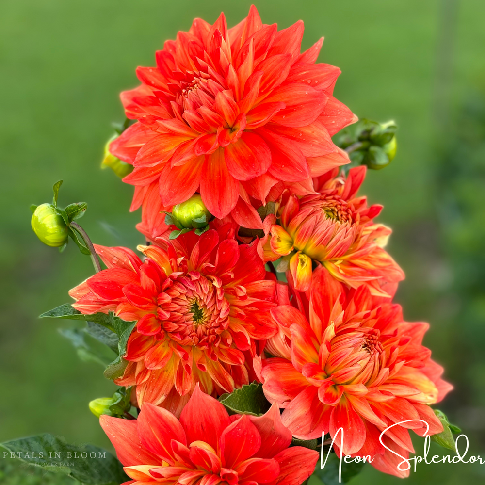 
                  
                    Neon Splendor Dahlia Tuber
                  
                