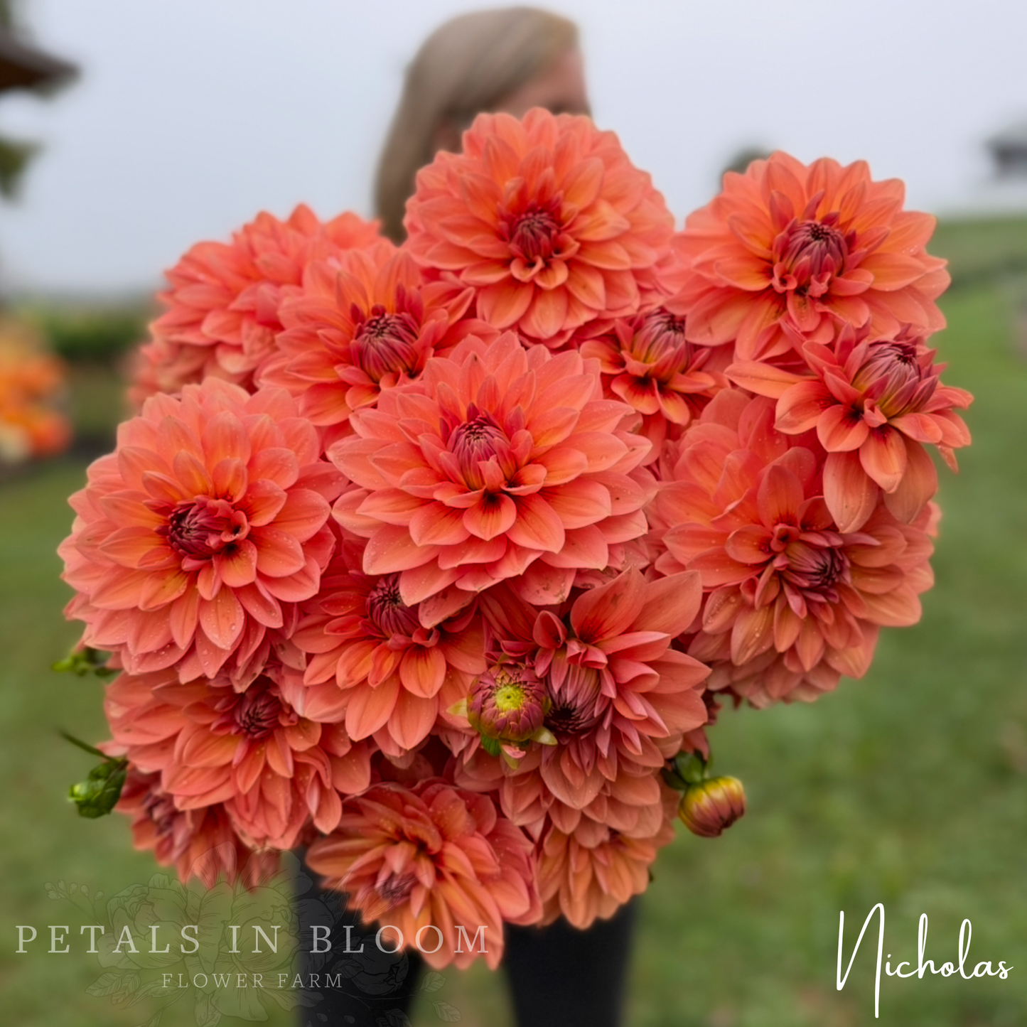 
                  
                    Nicholas Dahlia Tuber
                  
                
