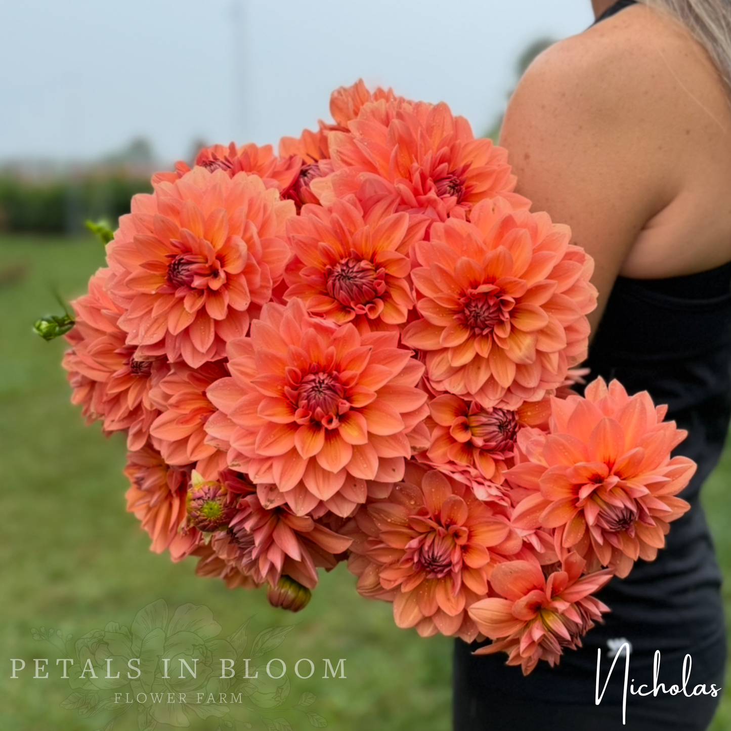 
                  
                    Nicholas Dahlia Tuber
                  
                