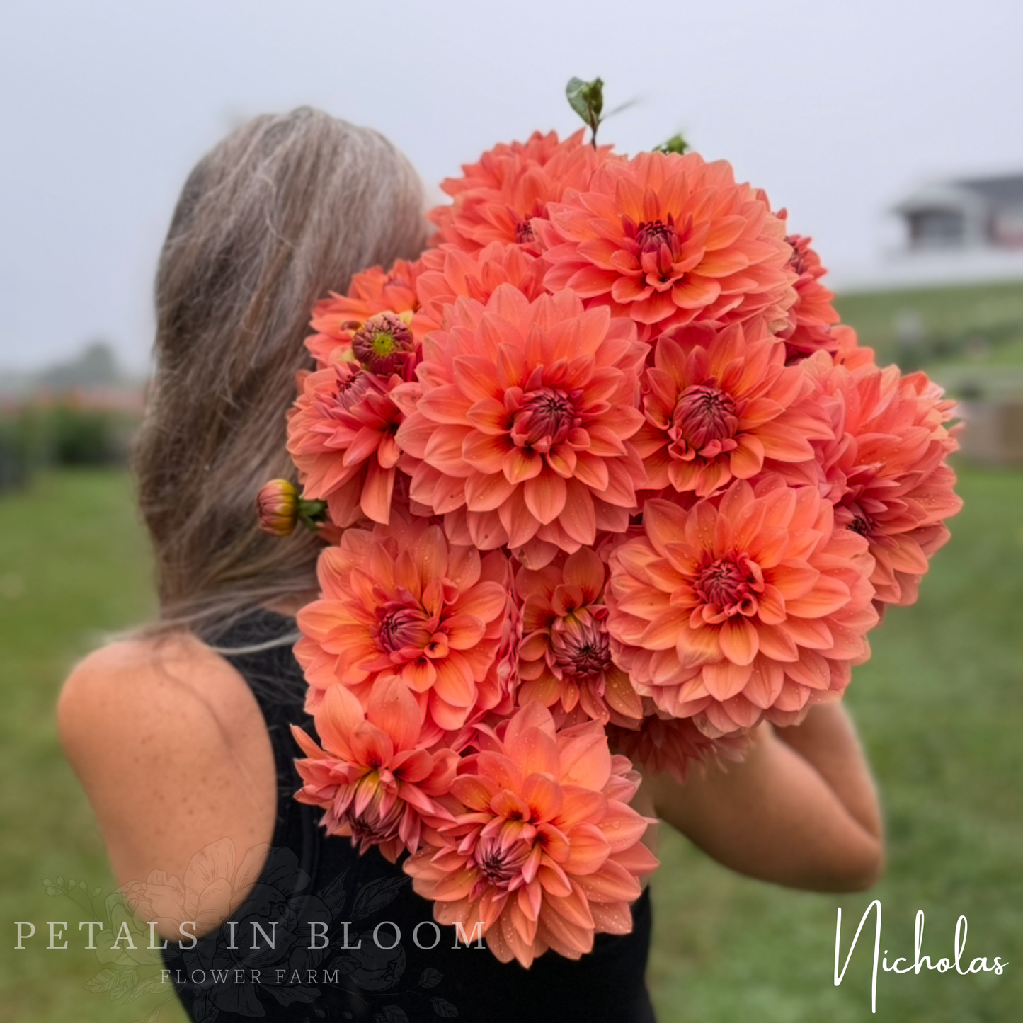 
                  
                    Nicholas Dahlia Tuber
                  
                