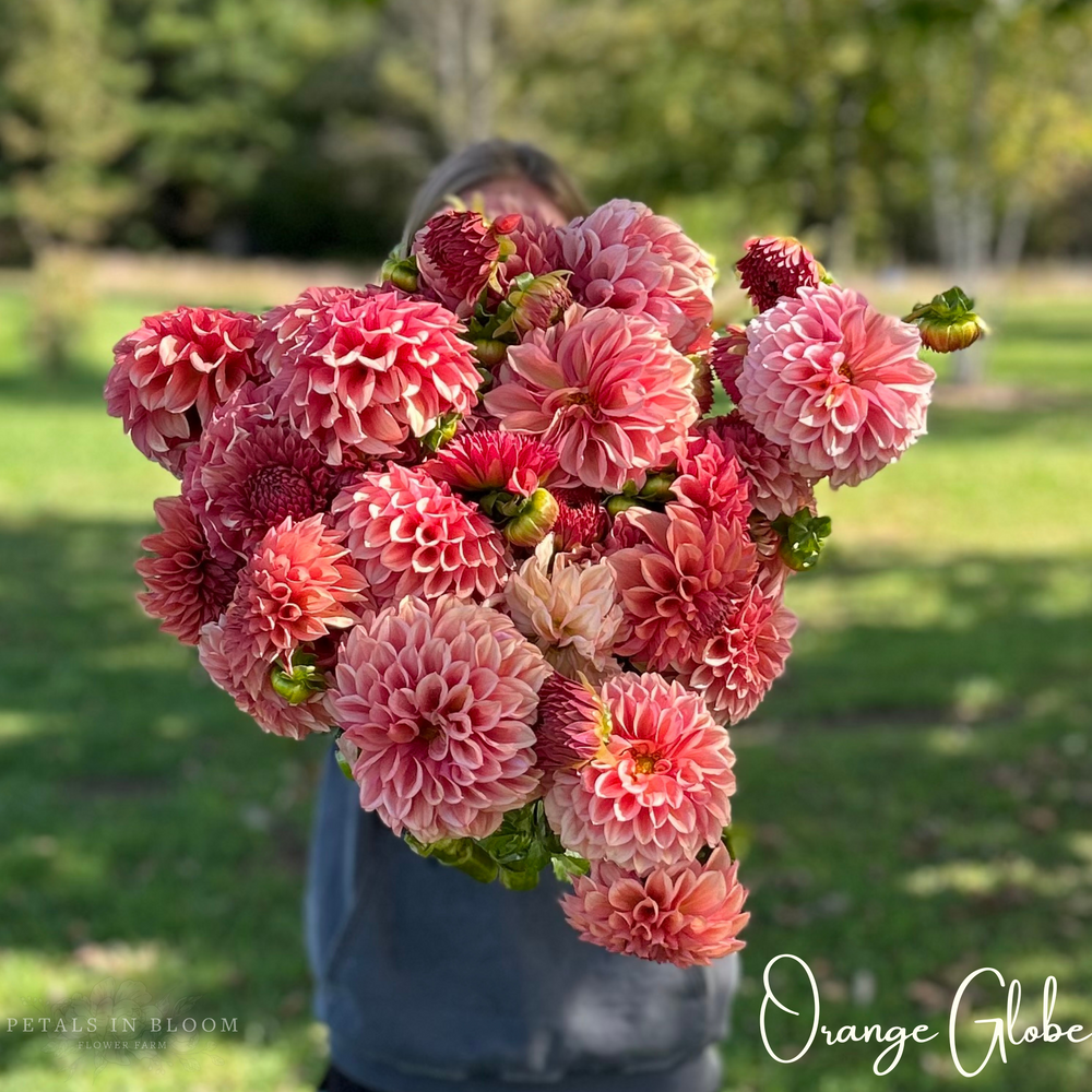 
                  
                    Orange Globe Dahlia Tuber
                  
                