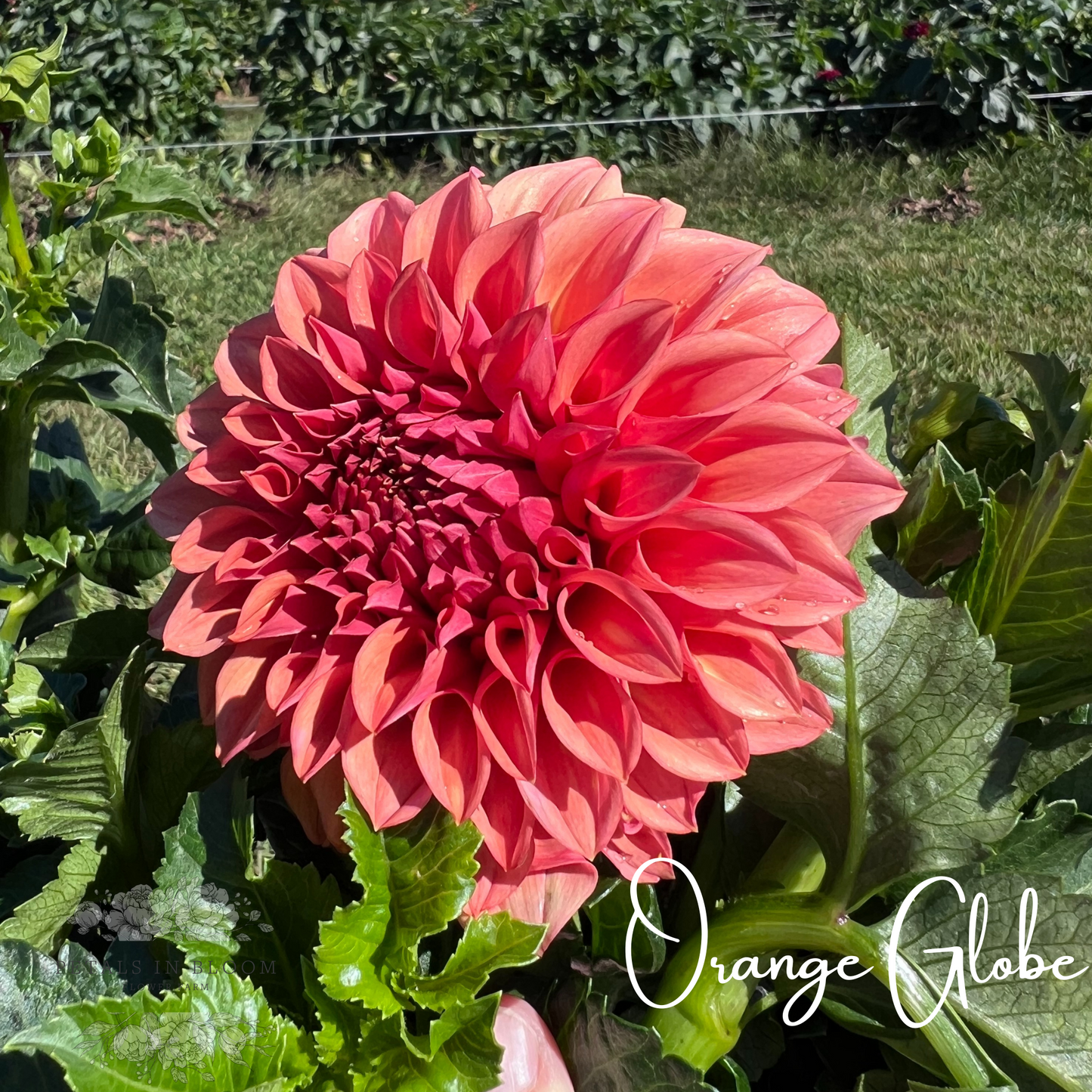 
                  
                    Orange Globe Dahlia Tuber
                  
                