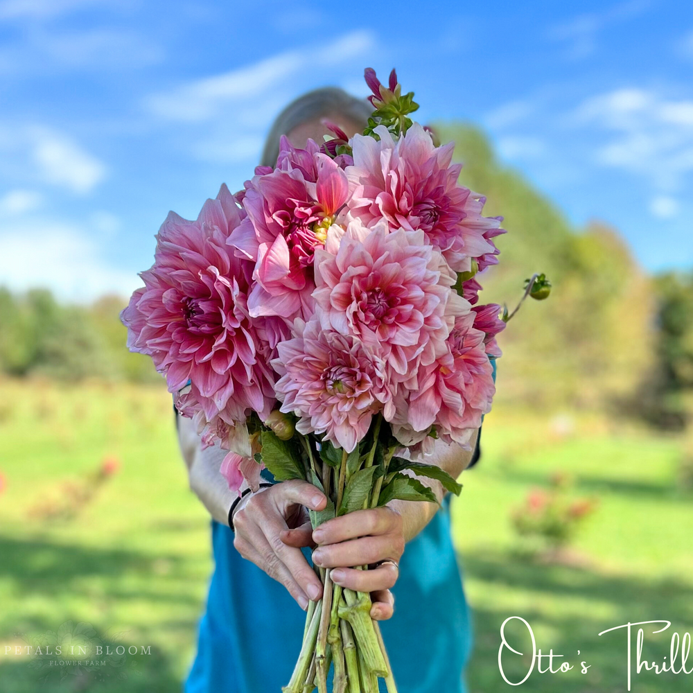 Otto's Thrill Dahlia Tuber – Petals In Bloom Flower Farm